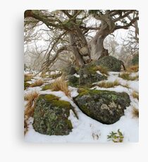Snow gums grass and granite . Canvas Print