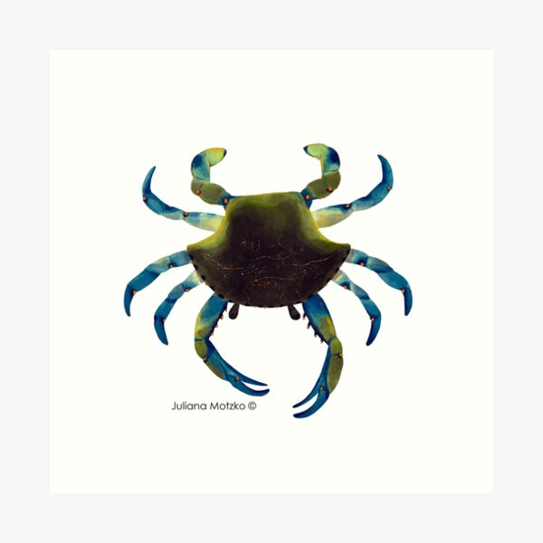 Blue Crab Art Print