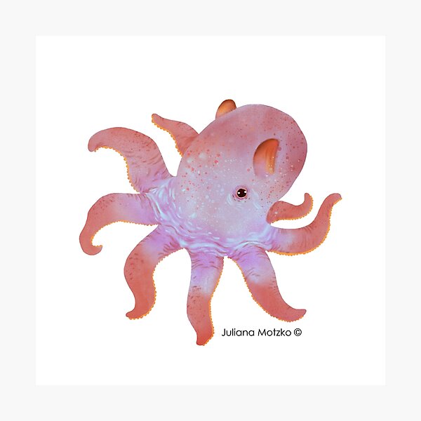 Impression Photo Dumbo Octopus Mignon Par Theartarmature Redbubble