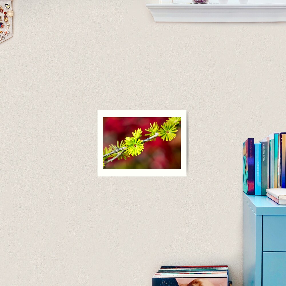 Lime green Larch leaves Art Print