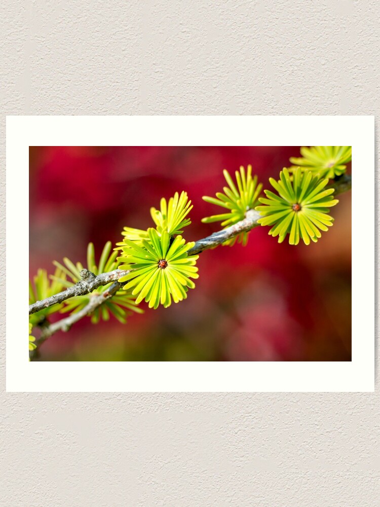 Alternate view of Lime green Larch leaves Art Print