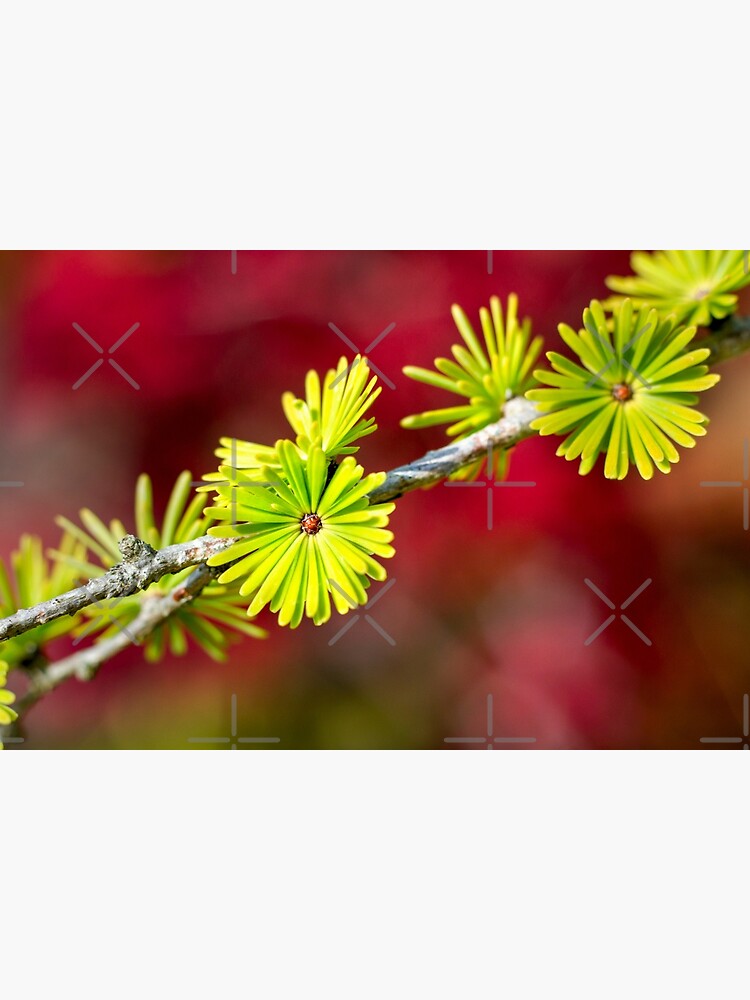 Lime green Larch leaves by heidiannemorris