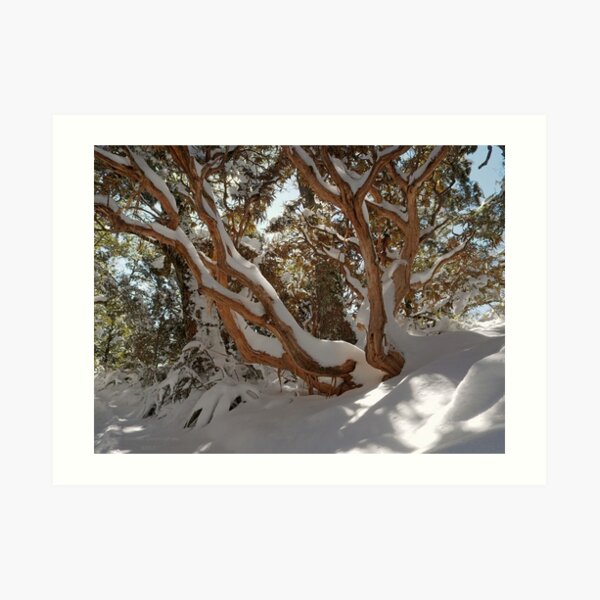 Lumination Art Print