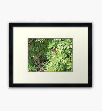 Island Monkey Framed Print