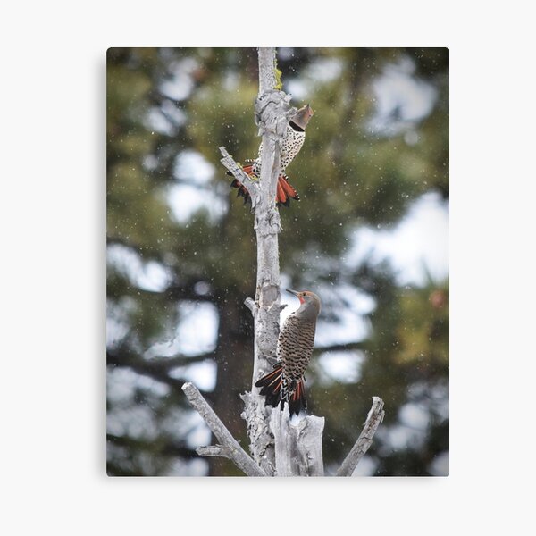 Pair of Northern Flickers Perched in a Tree Canvas Print