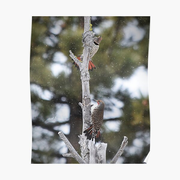 Pair of Northern Flickers Perched in a Tree Poster
