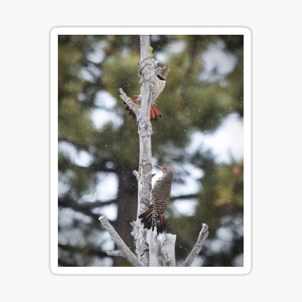 Pair of Northern Flickers Perched in a Tree Sticker