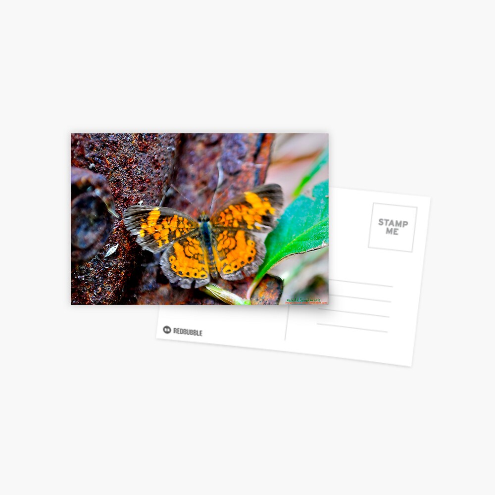Item preview, Postcard designed and sold by michaelasamples.