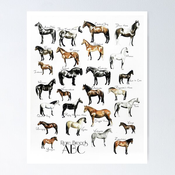 Item preview, Rare Horse Breeds ABC  designed and sold by Lavender Woodman.
