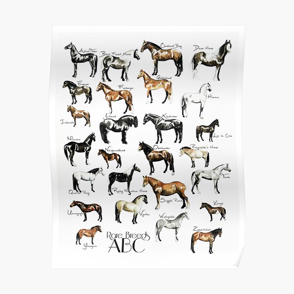Rare Horse Breeds ABC Poster