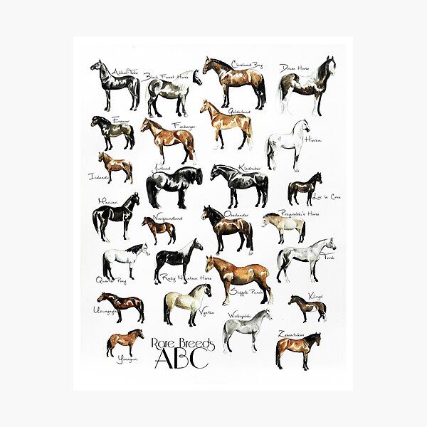 Rare Horse Breeds ABC Photographic Print