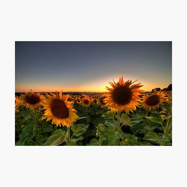 Item preview, Backlit designed and sold by stetre76photo.
