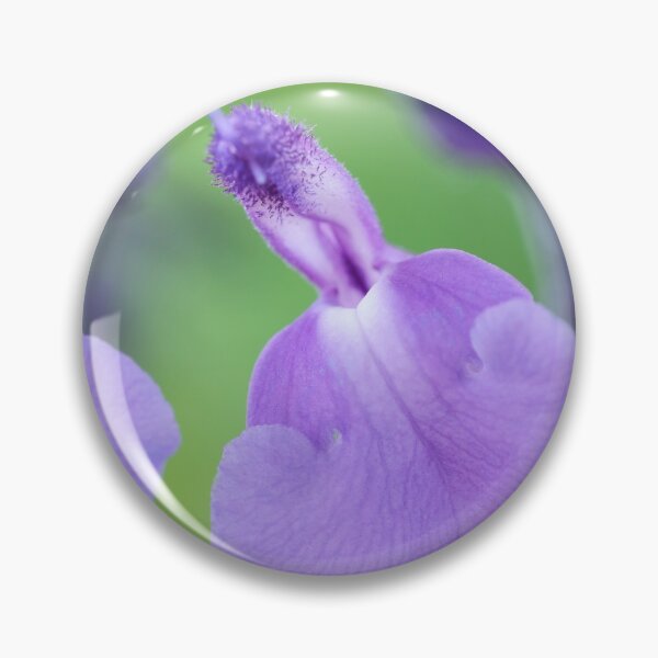 Artikelvorschau, Salvia & amp; # 39; Lavender Dilly Dilly & amp; # 39; Salbei entworfen und verkauft von Chris Burrows.