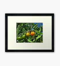 Nearly ripe Framed Print