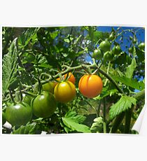 Nearly ripe Poster