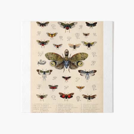 Vintage retro moth scientific illustration entomologis” graphic