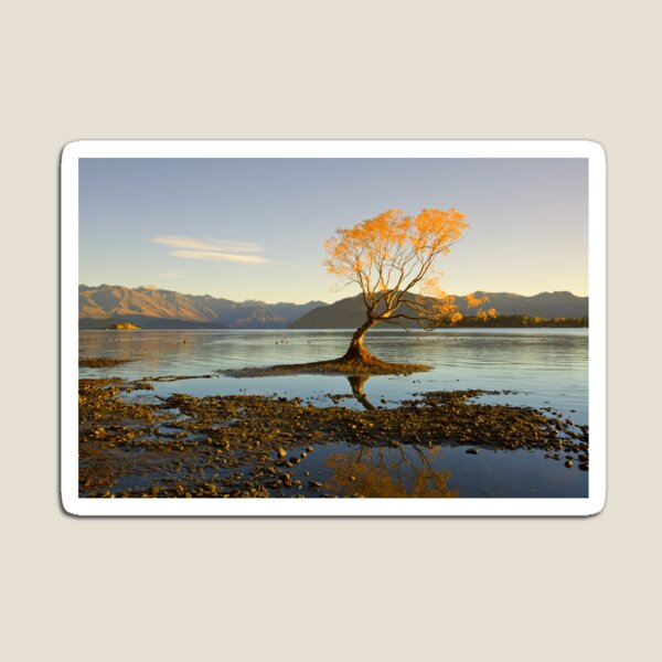 Morning glory Magnet