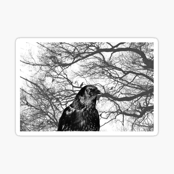 Stickers Sur Le Theme Peau De Corbeau Redbubble