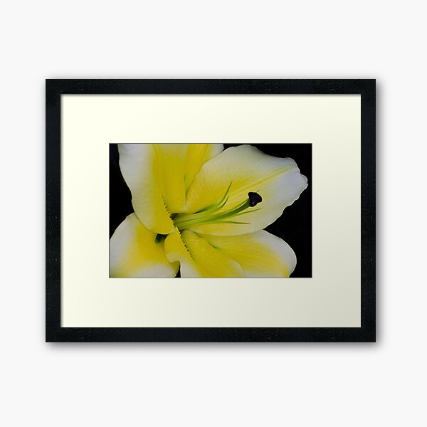 Item preview, Oriental Lily designed and sold by Halobrianna.