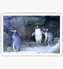 Penguins Sticker