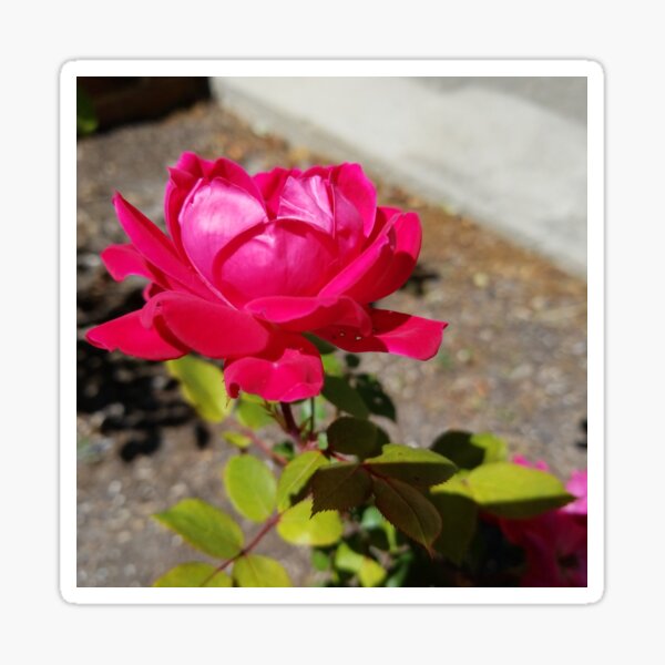 Garden Rose Red Sticker