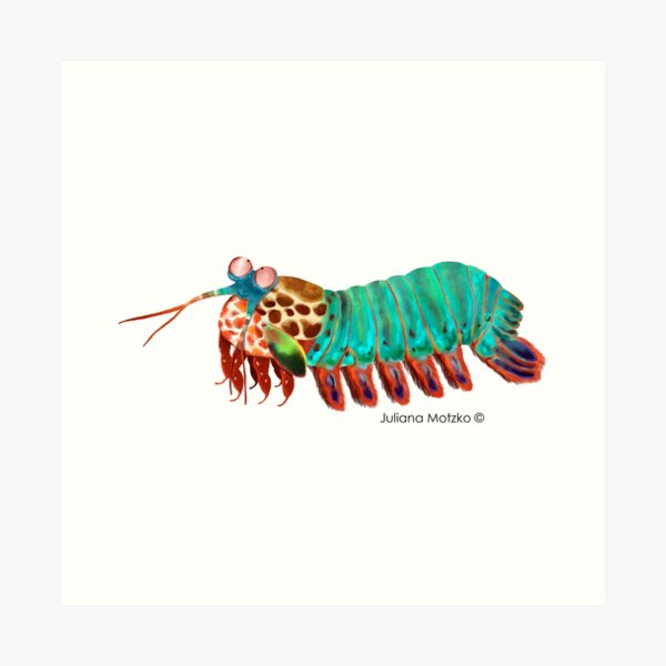 Mantis Shrimp Art Print