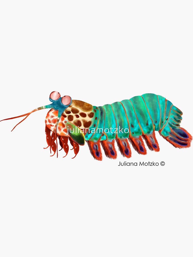Mantis Shrimp by julianamotzko