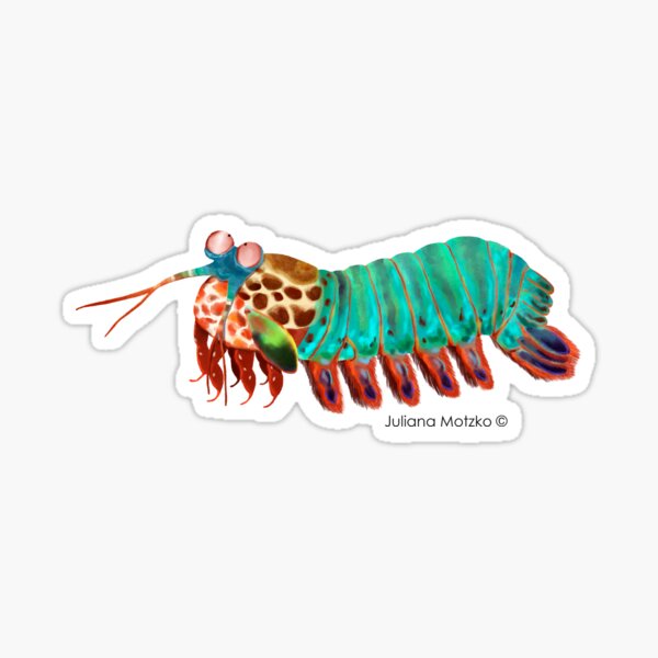 Mantis Shrimp Sticker