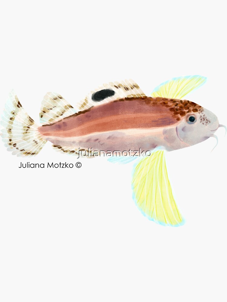 Ocellated Waspfish by julianamotzko
