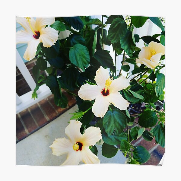 Morning Garden Yellow Hibiscus Poster