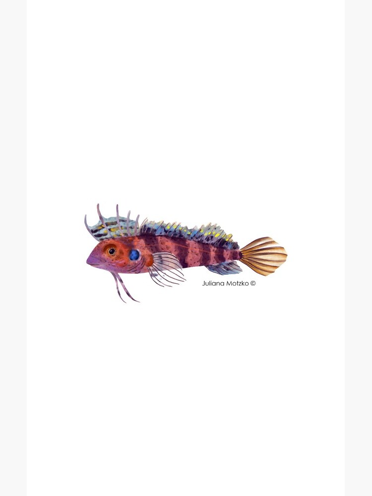 Quillfin Blenny Fish by julianamotzko