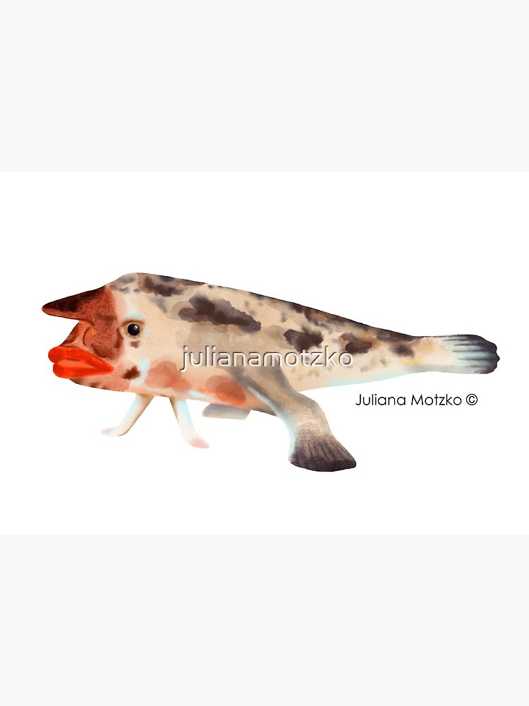 Redlipped Batfish by julianamotzko
