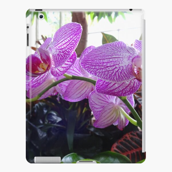 Just Color Plain Light Purple: Orchid Bloom (pastel purple