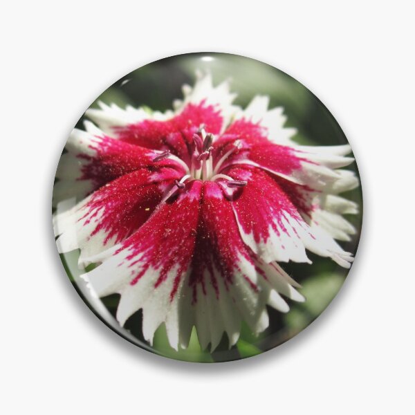 Item preview, Dianthus Dancer designed and sold by RVogler.