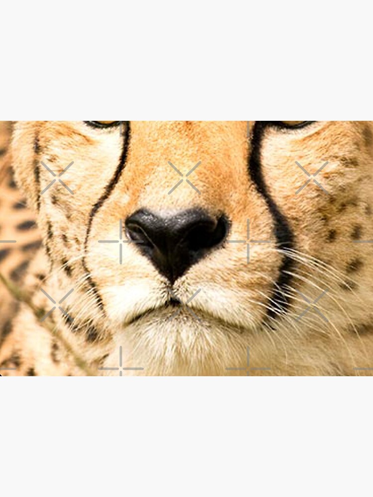Nose to nose with a cheetah by Foxlindesigns