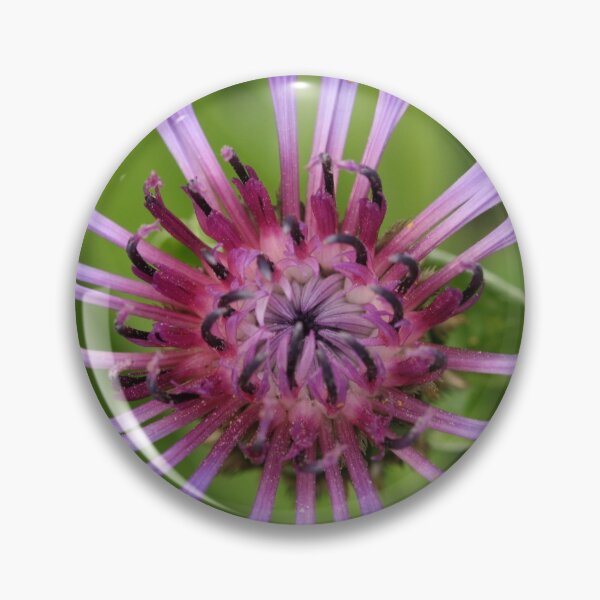 Item preview, cornflower bloom designed and sold by markspics.