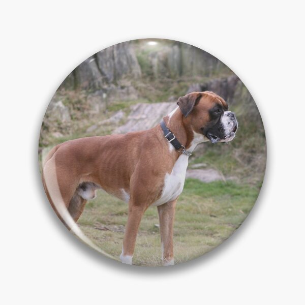 Aperçu de l'œuvre chien boxer créée et vendue par markspics.