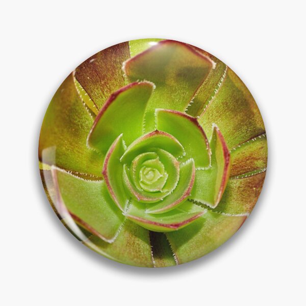 Item preview, Aeonium Evergreen Succulent designed and sold by FOLK ART FUSION by heidiannemorris.