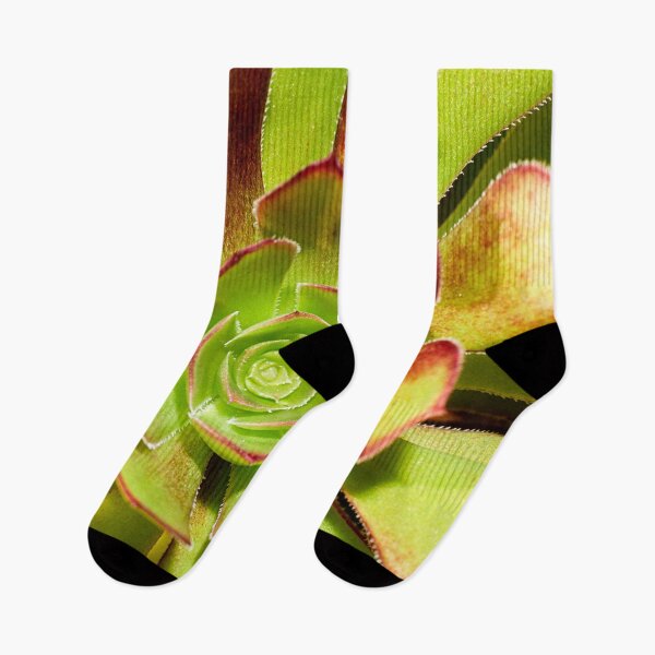Item preview, Aeonium Evergreen Succulent designed and sold by FOLK ART FUSION by heidiannemorris.