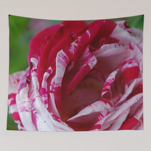 Item preview, Red and White Rose designed and sold by lizdomett.