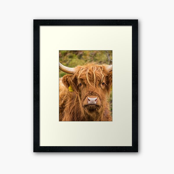 Cheeky Highland Cow Framed Art Print