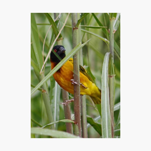 Item preview, Yellow Bird ?? designed and sold by AnnDixon.