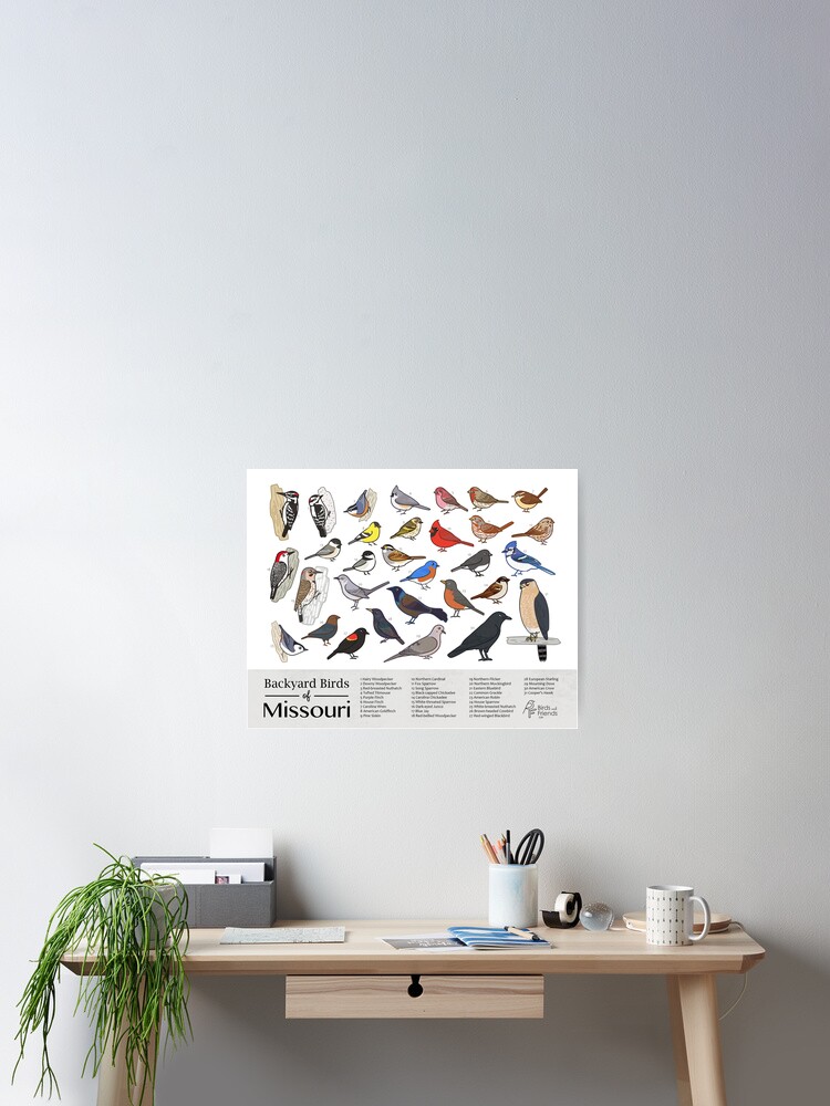 Thumbnail 2 of 3, Poster, Missouri - Backyard Birds of Missouri Field Guide Print - Bird Art Print - BirdsandFriends.co designed and sold by BirdsandFriends.