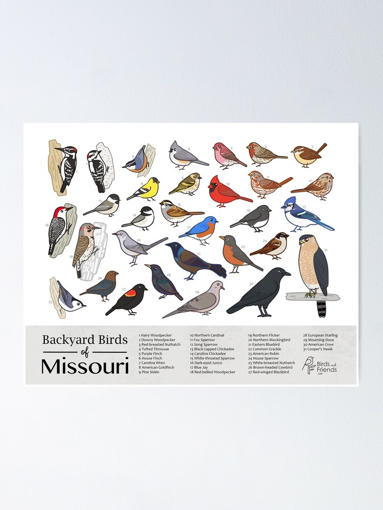 Thumbnail 1 of 3, Poster, Missouri - Backyard Birds of Missouri Field Guide Print - Bird Art Print - BirdsandFriends.co designed and sold by BirdsandFriends.