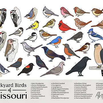 Artwork thumbnail, Missouri - Backyard Birds of Missouri Field Guide Print - Bird Art Print - BirdsandFriends.co by BirdsandFriends