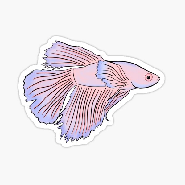 Betta fish HM Yellow Pink Net Dumbo