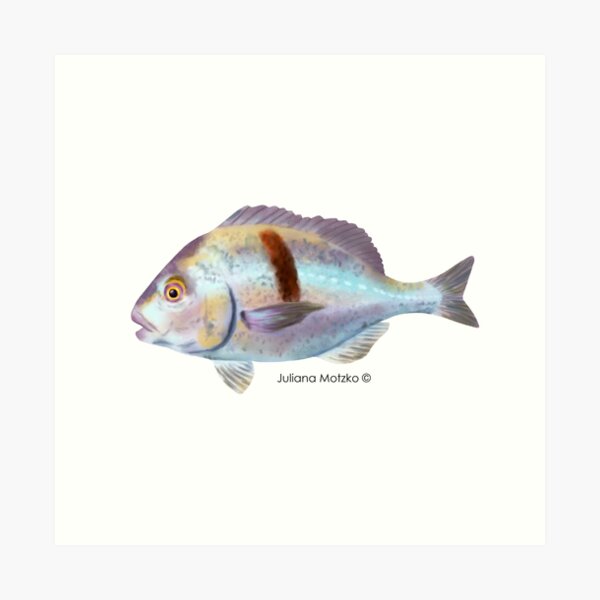 Xantic Sargo fish Art Print