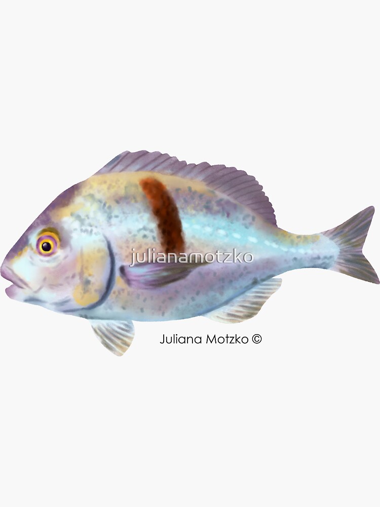 Xantic Sargo fish by julianamotzko