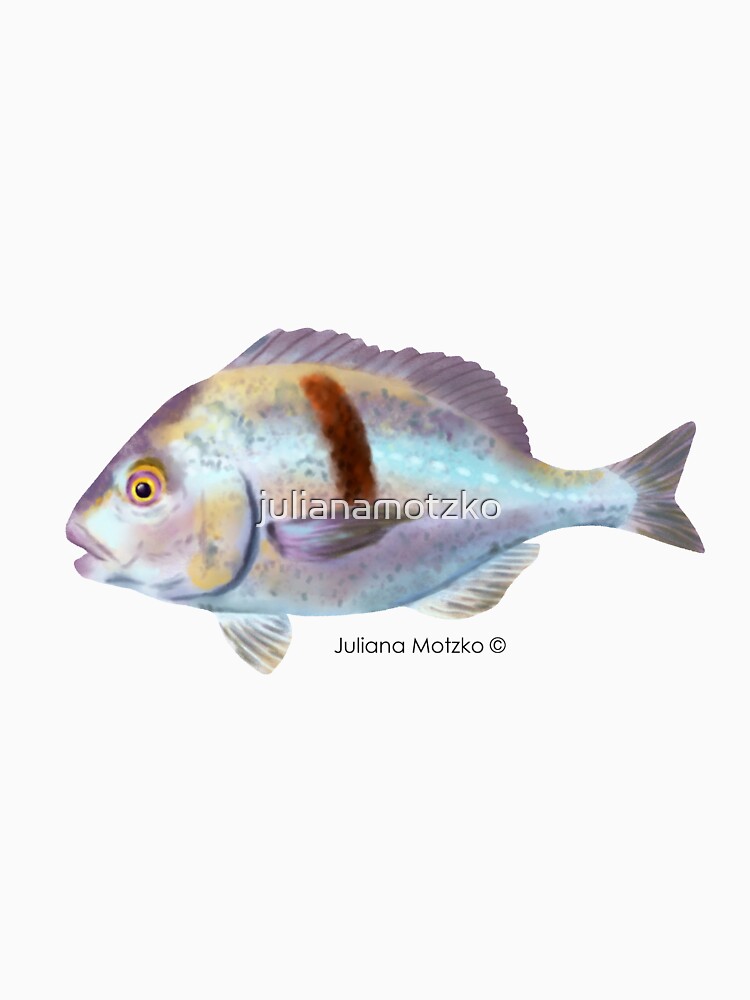 Xantic Sargo fish by julianamotzko