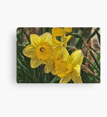 Yellow Daffodils Canvas Print